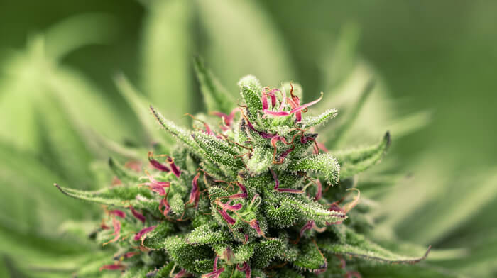 cannabis flower.jpg