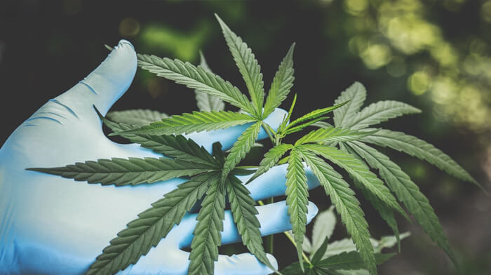 cannabis legalization (2).jpg