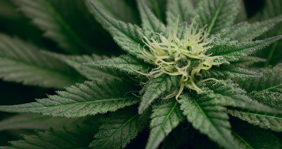 cannabis flower.jpg
