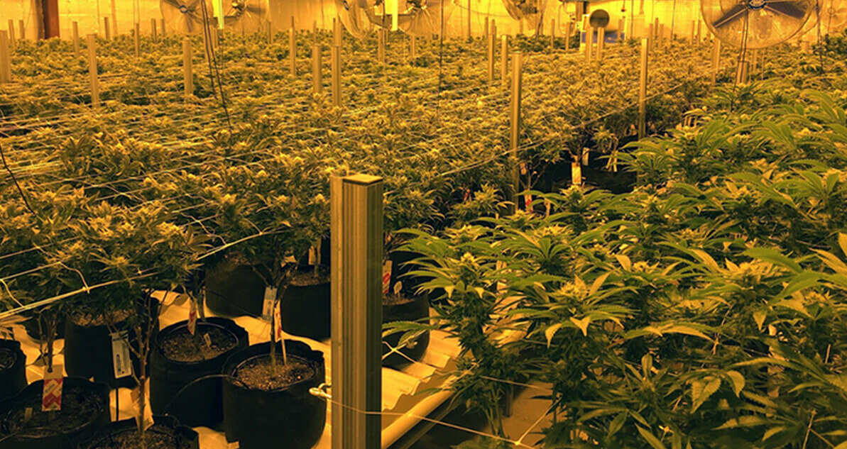 indoor cannabis growing operation.jpg