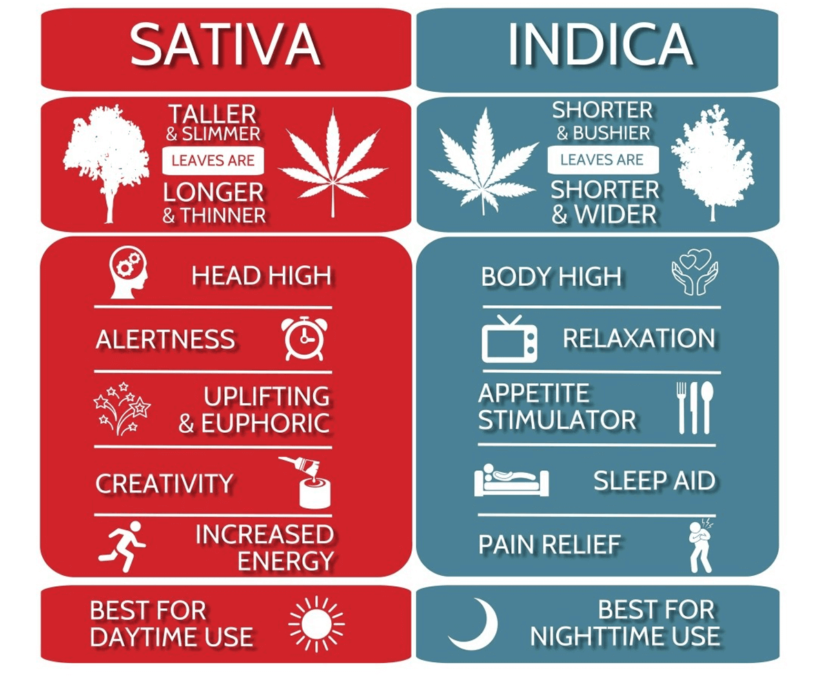 Indica vs Sativa differences.png