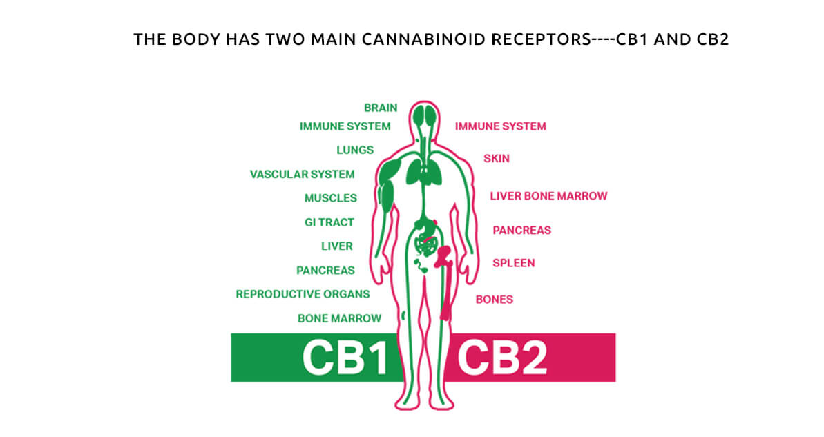 CB1 & CB2.jpg