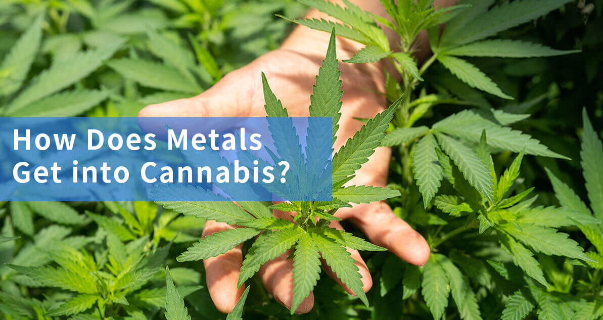 how does heavy metal get into cannabis.jpg