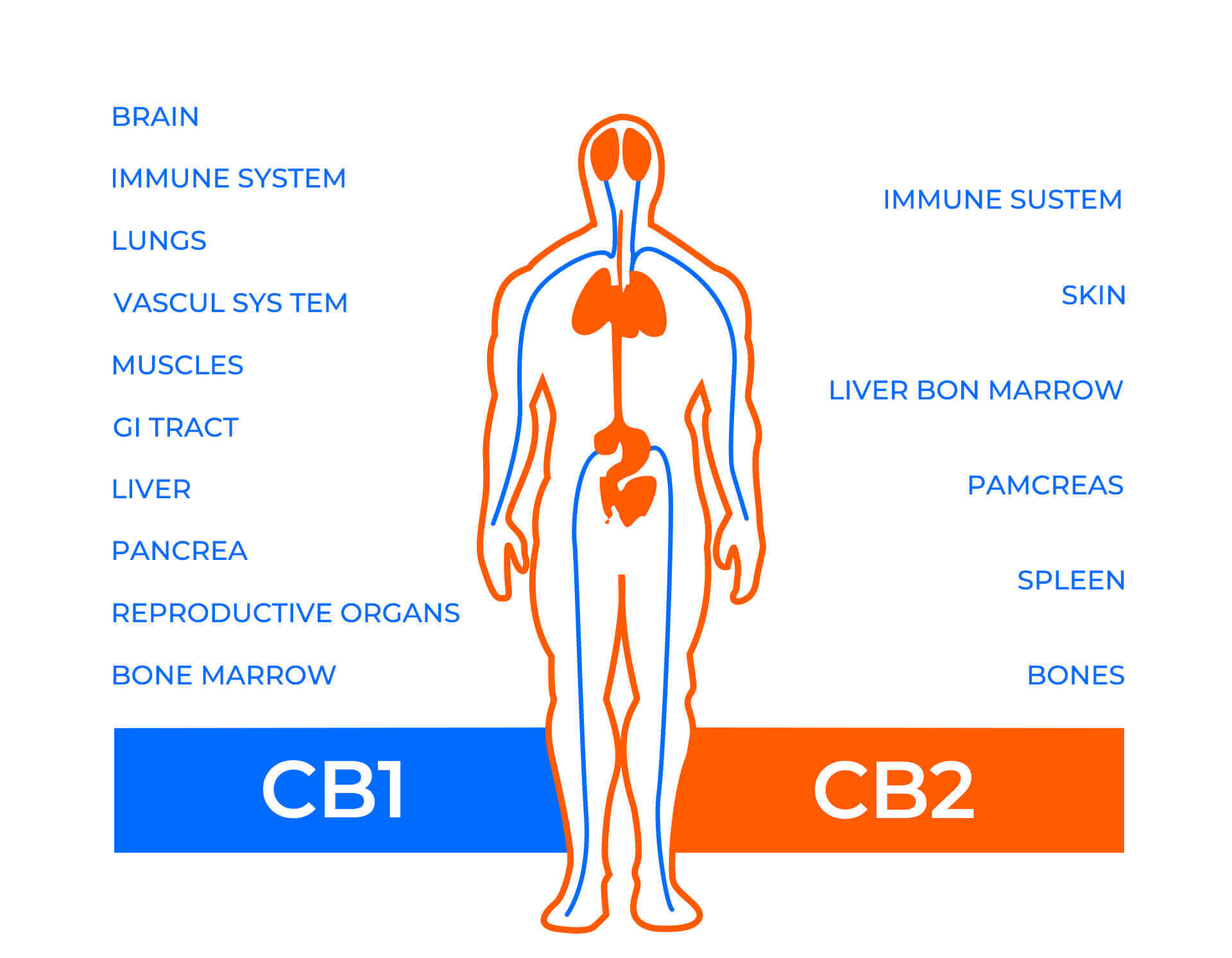 CB1 vs CB2