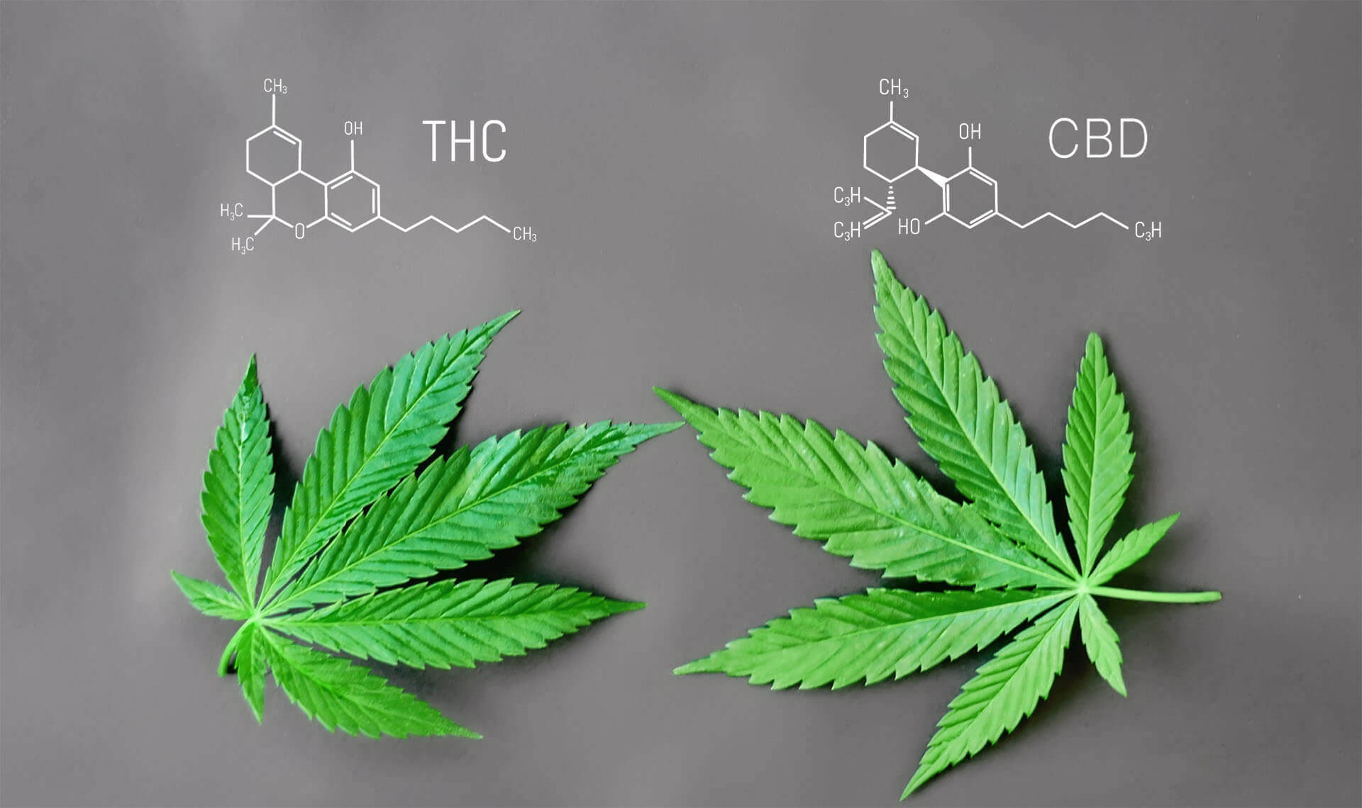 Cannabis thc vs cbd