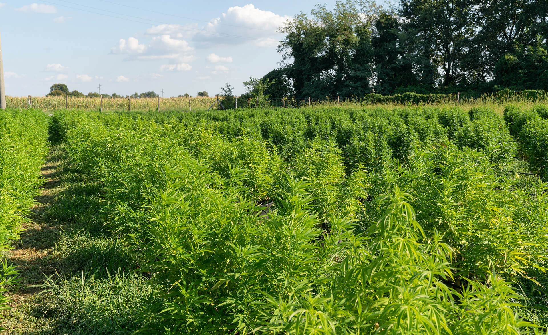 cannabis plants