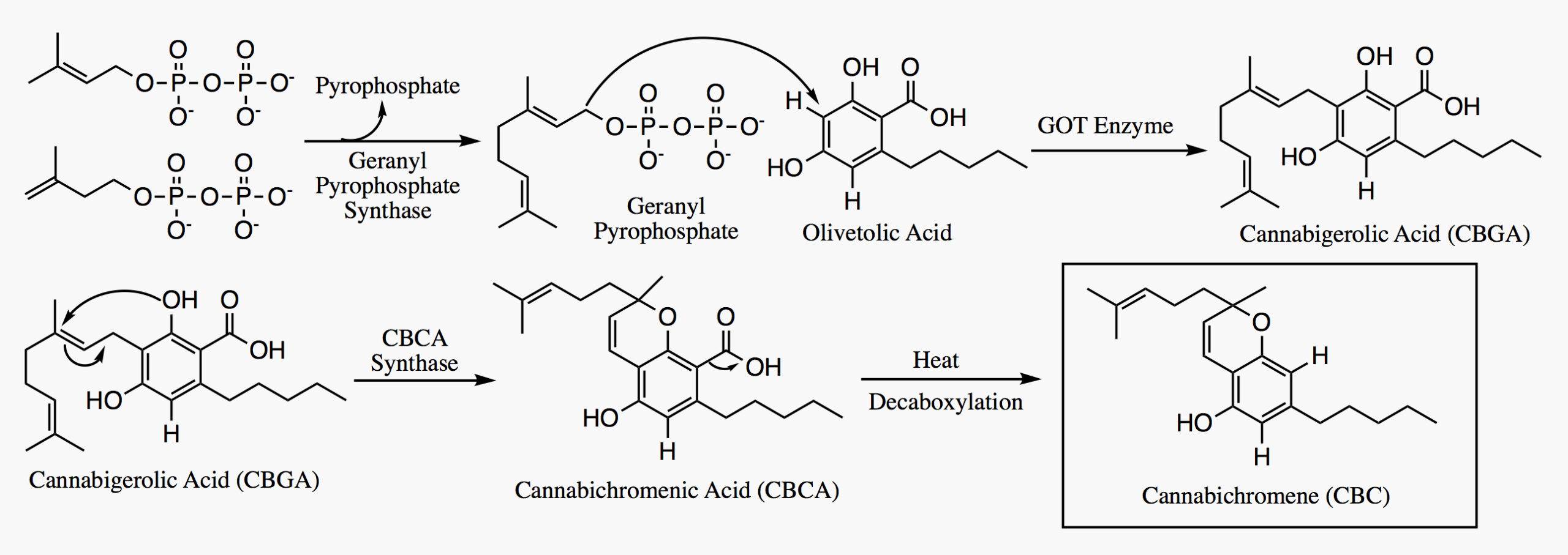 Biosynthesis of Cannabichromene (CBC)