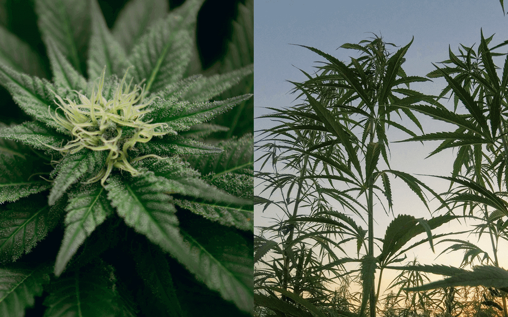 The difference between Cannabis Indica and Sativa