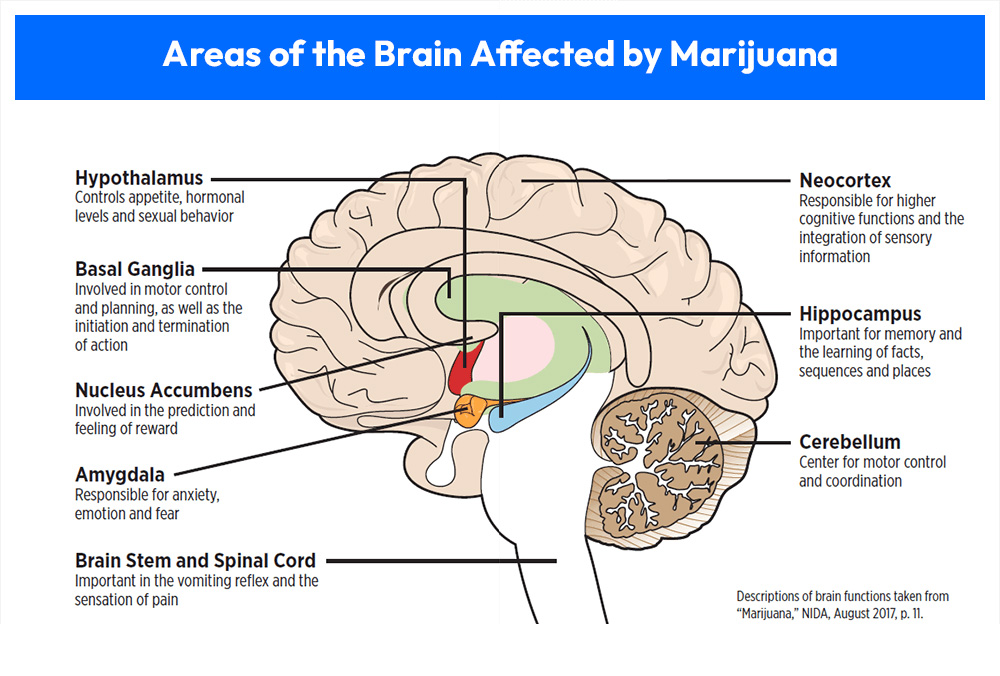 Does Weed Kill Brain Cells