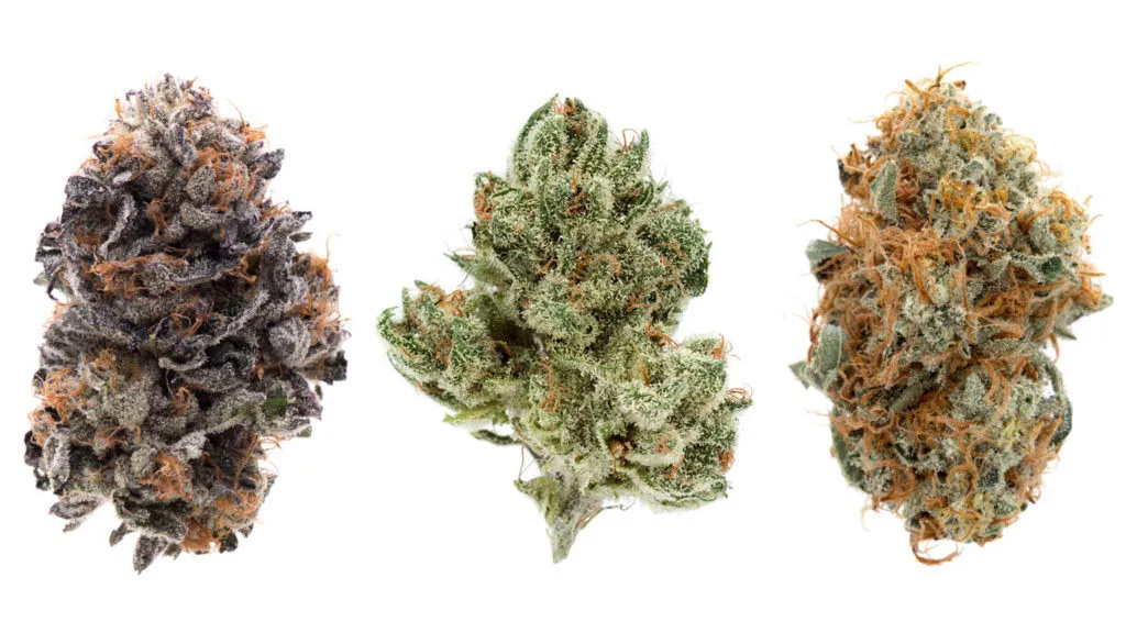 different cannabis strains