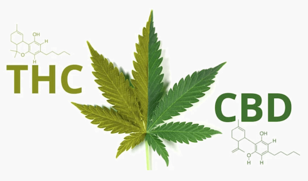 CBD vs. THC Key Difference in Effects, Benefits and Legality