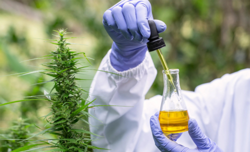 Cannabis-Extraction-Methods