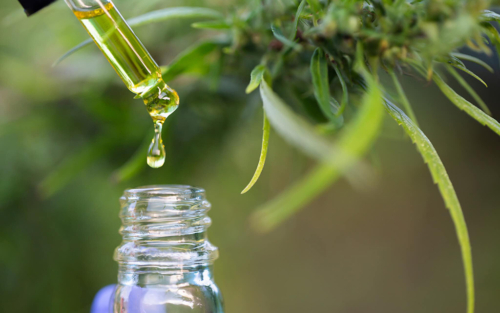 Cannabis-Oil-from-Extraction