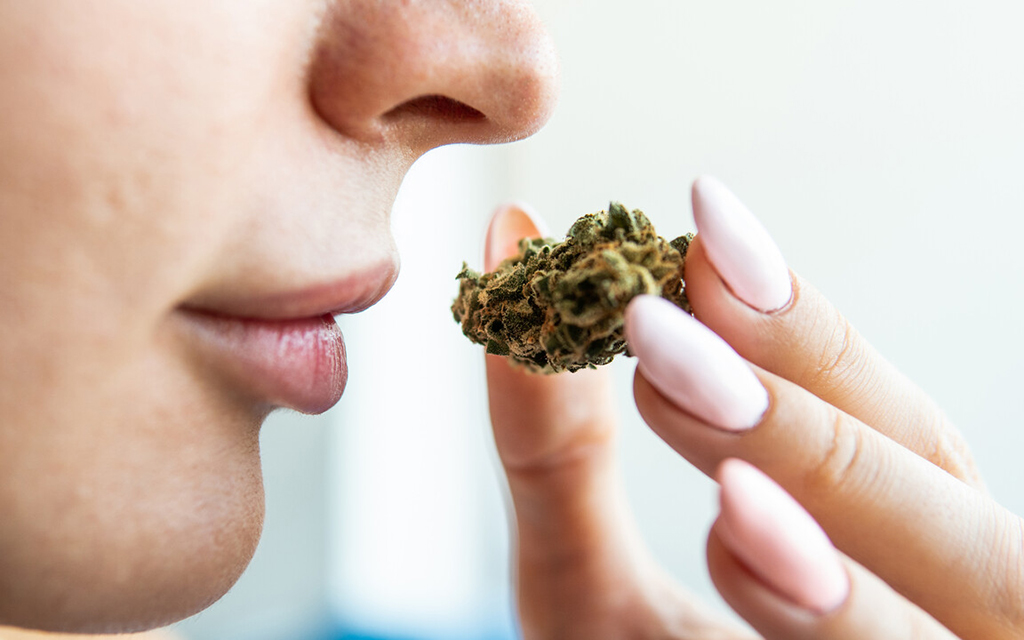 Cannabis-Terpene