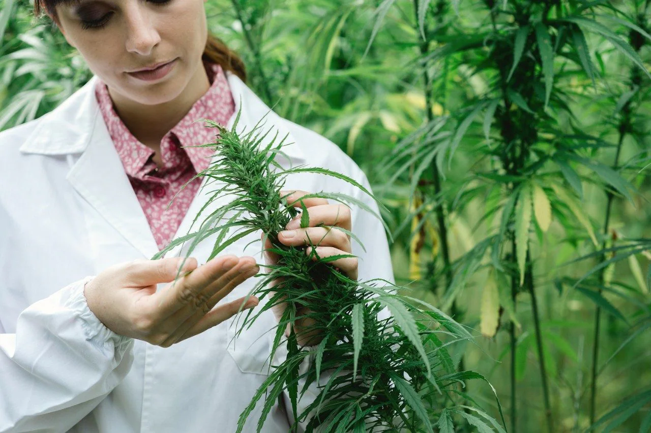 Cilicon-Alert-Major-Recall-of-Marijuana-Products-Over-Pesticide-Concerns