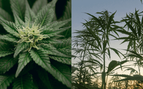 Difference-between-Cannabis-Sativa-and-Cannabis-Indica