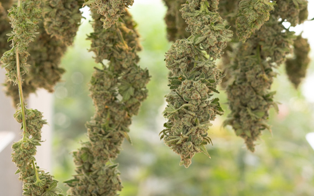 Dry-Cannabis