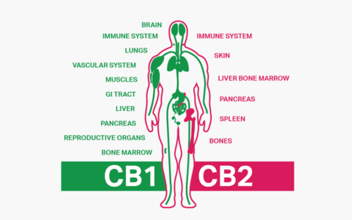 Endocannabinoid System - ECS