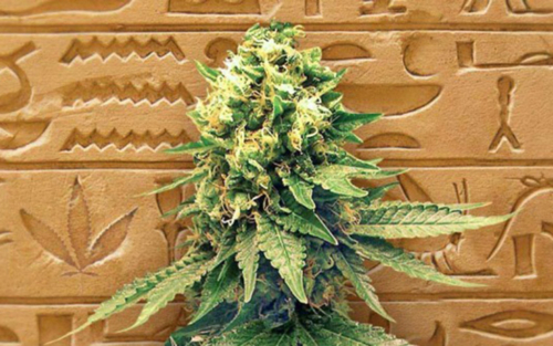 History-of-cannabis
