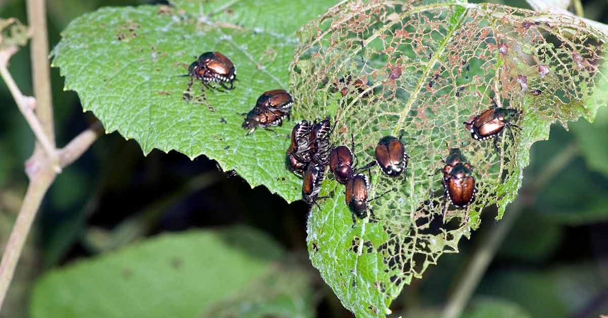 Insects on the Leaf
