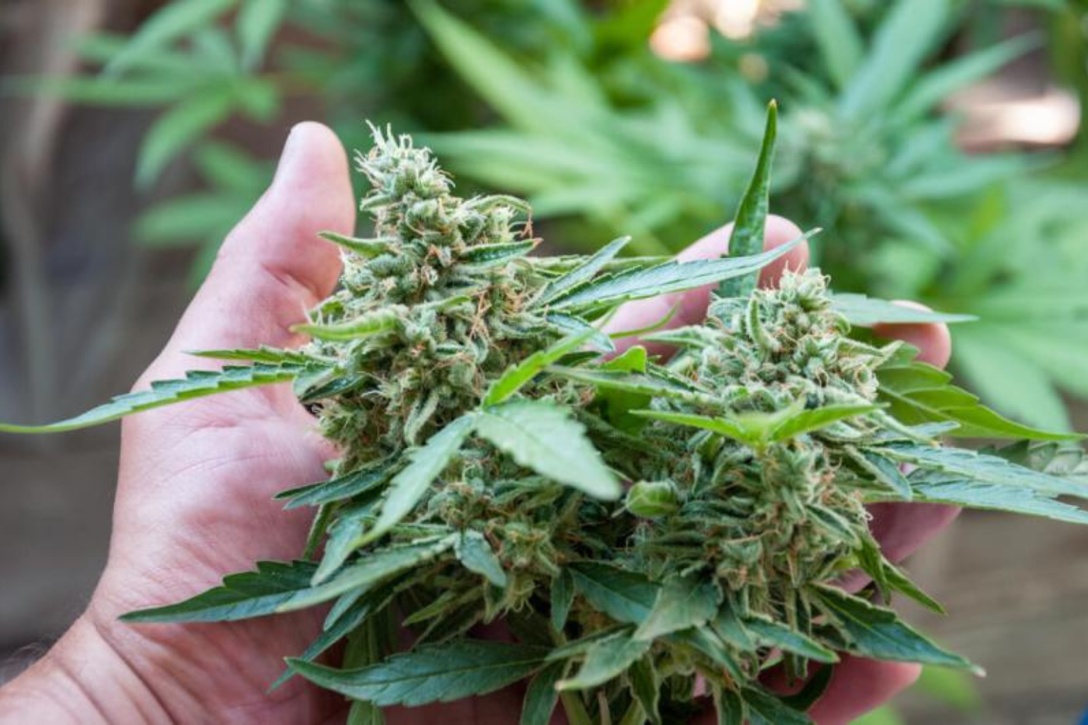Bonanza Cannabis