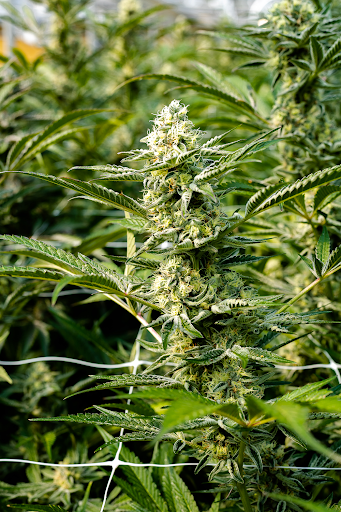 MFNY Cultivars